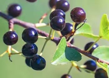 Picture showing one of Mitolyn’s ingredients.