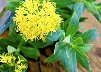 Picture showing one of Mitolyn’s ingredients.
