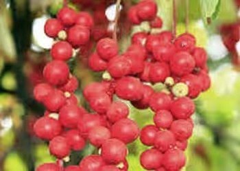 Picture showing one of Mitolyn’s ingredients.